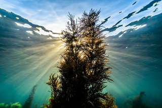 Close up of seaweed in the ocean.