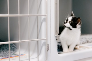 A tiny kitten poking its head out of a cage.