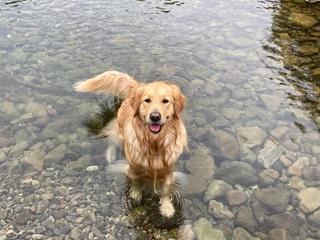 Golden Retriever in a river.