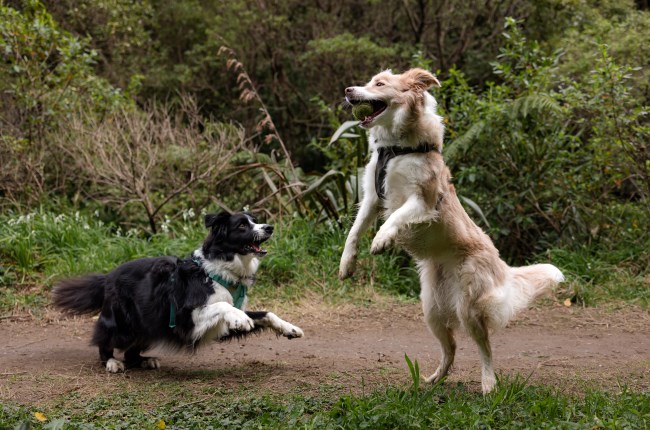 Two dogs playing with a tennis ball in a park.