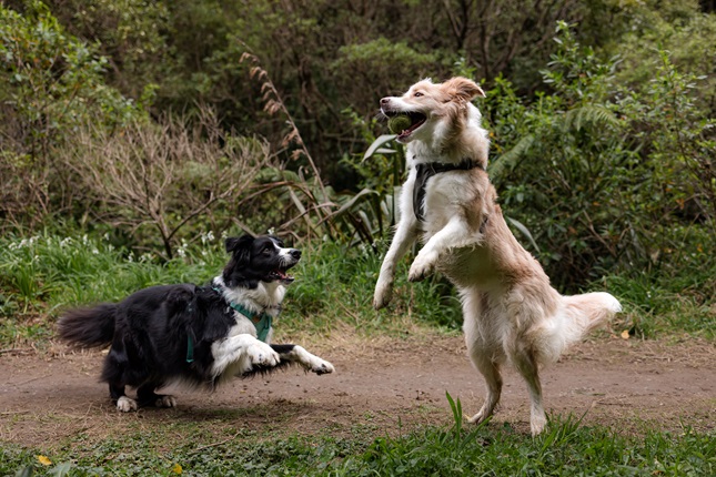 Two dogs playing with a tennis ball in a park.