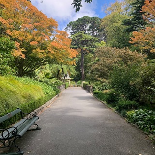 Walkway in the local botanic gardens with a green bench to the left and the top of a duck pond tower in the distance.