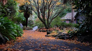 Beautiful autumnal leaves on the ground of a winding path. 