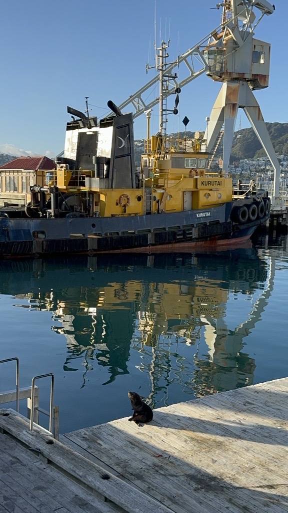 Seal on a wooden platform in the wellington harbour.