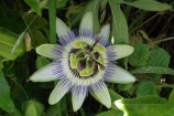 A blue passionflower.
