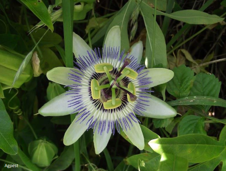 A blue passionflower.