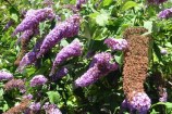 Buddleia plants.
