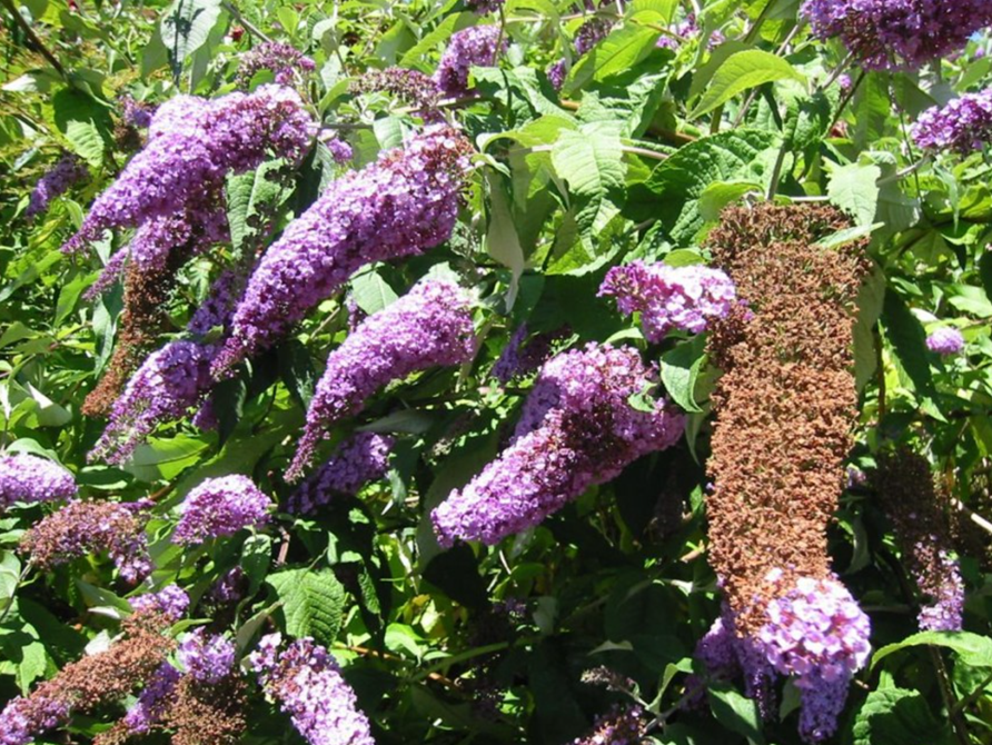 Buddleia plants.