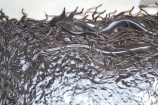 A bunch of Elver.