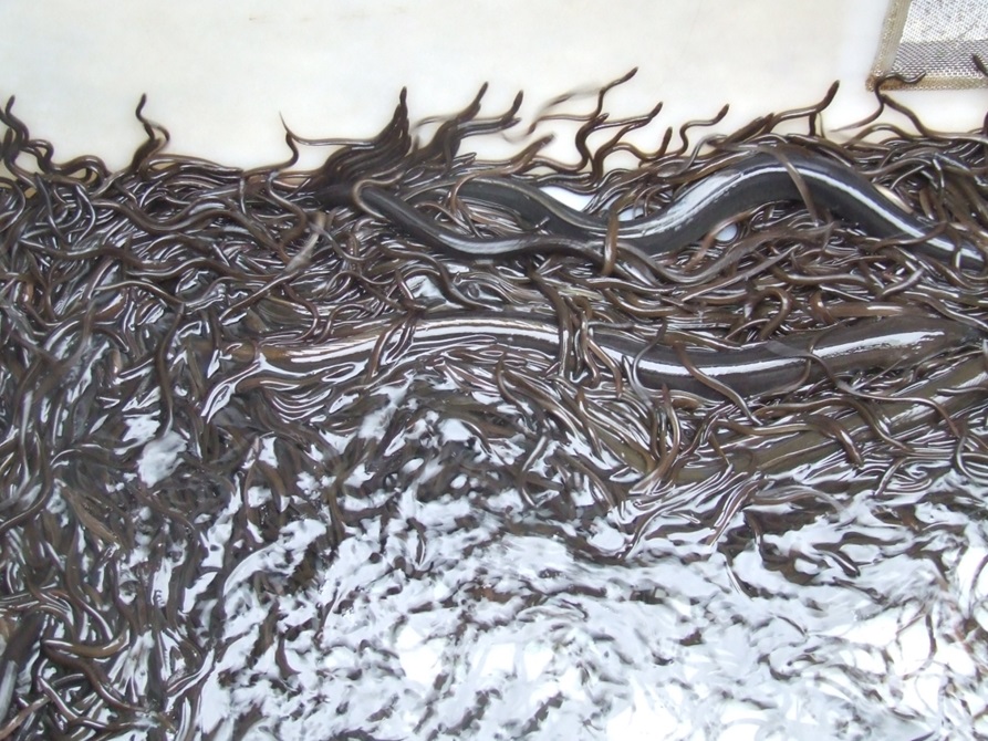 A bunch of Elver.