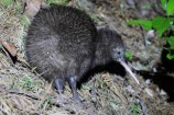 A brown kiwi in the wild.