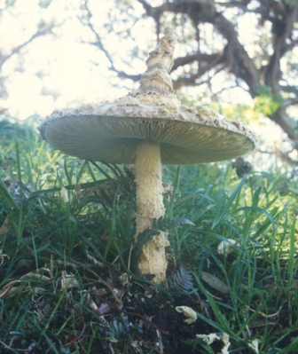 Noddy Flycap.