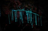 A bunch of NZ glow worm.