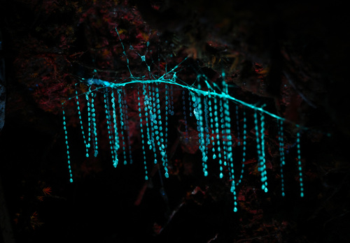 A bunch of NZ glow worm.
