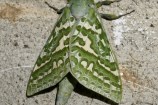 A close up of a Puriri moth