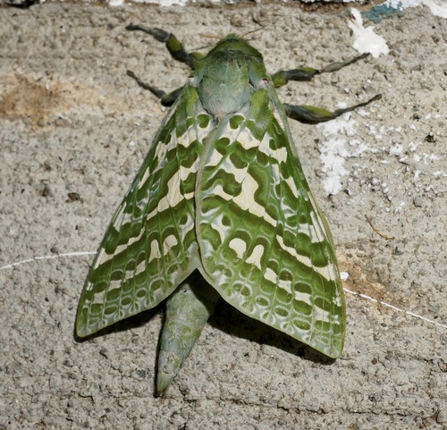 A close up of a Puriri moth