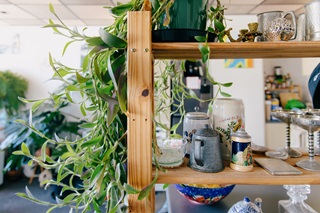 Shelves full of trinkets and a dangling plant.