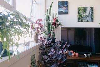 TV on a cabinet and plants on the shelves around it.