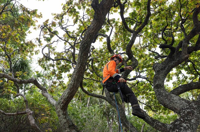 Person climbing a tree with a harness and high vis jacket on.