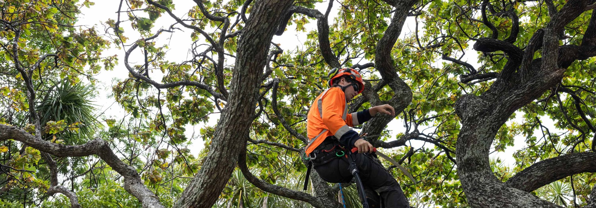 Person climbing a tree with a harness and high vis jacket on.