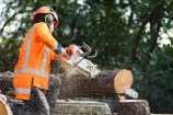 Person cutting down a tree with a harness and high vis jacket on, holding a chainsaw.