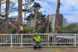 Two people climbing a tree, wearing health and safety gear. A person kneeling in front of them on a bridge wearing a harness and high vis jacket.