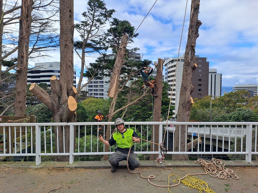 Two people climbing a tree, wearing health and safety gear. A person kneeling in front of them on a bridge wearing a harness and high vis jacket.