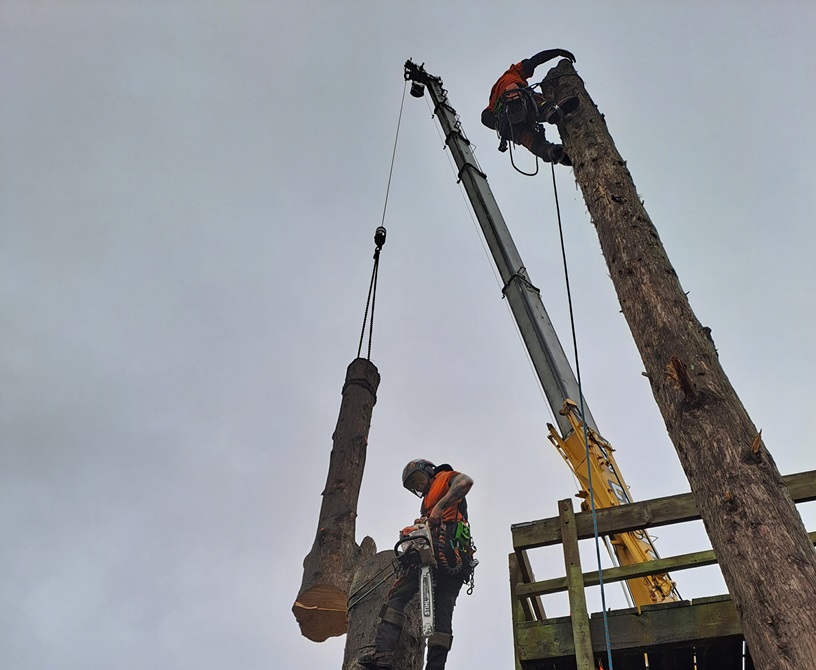 People climbing a tree with safety gear on and a crane hanging overhead.