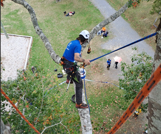 Person climbing a tree with a bright blue tshirt on.