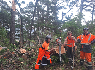 A group of arborists wearing health and safety gear, standing infront of felled trees.