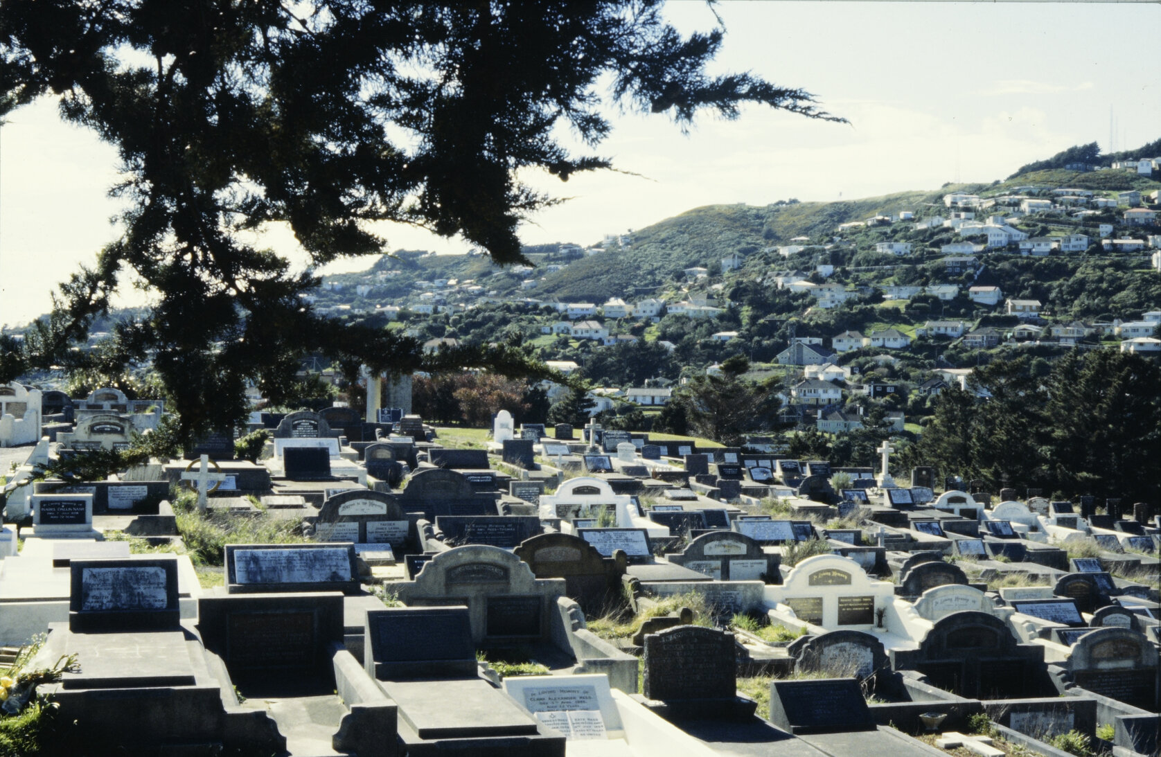 Rows of graves at the Bolton Street Cemetery.