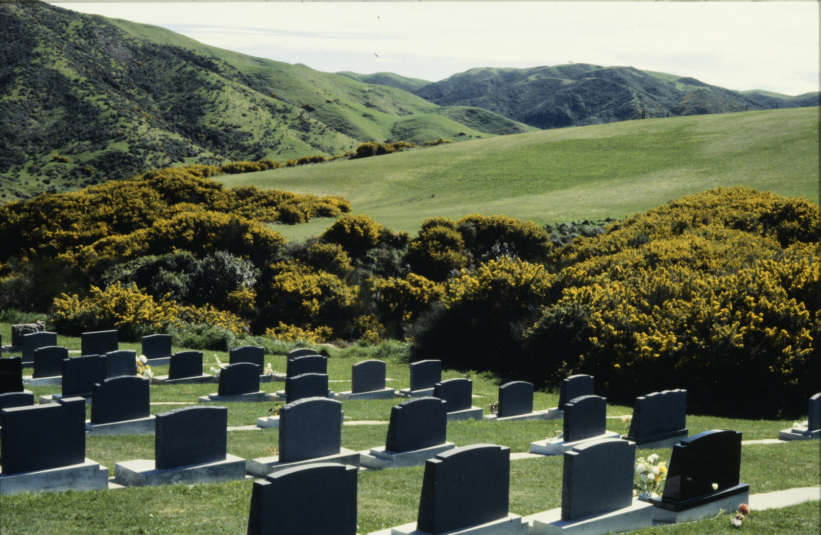 Rows of graves with rolling hills in the background at Mākara Cemetery.