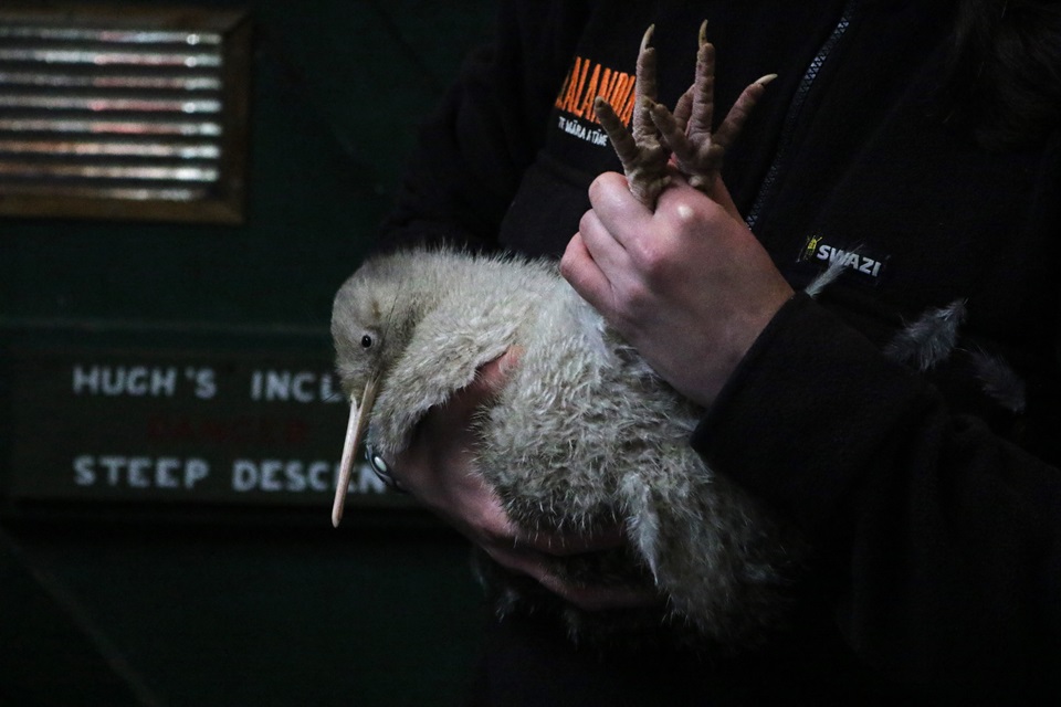 Kiwi being held by Zealandia staff member during translocation project