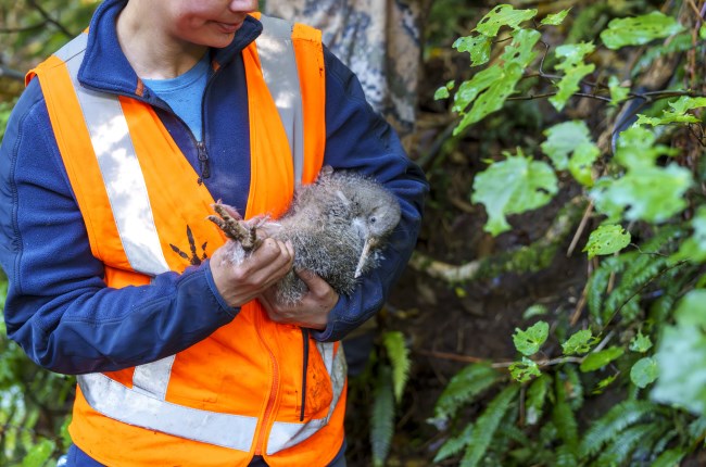 Zealandia staff holding kiwi during translocation project