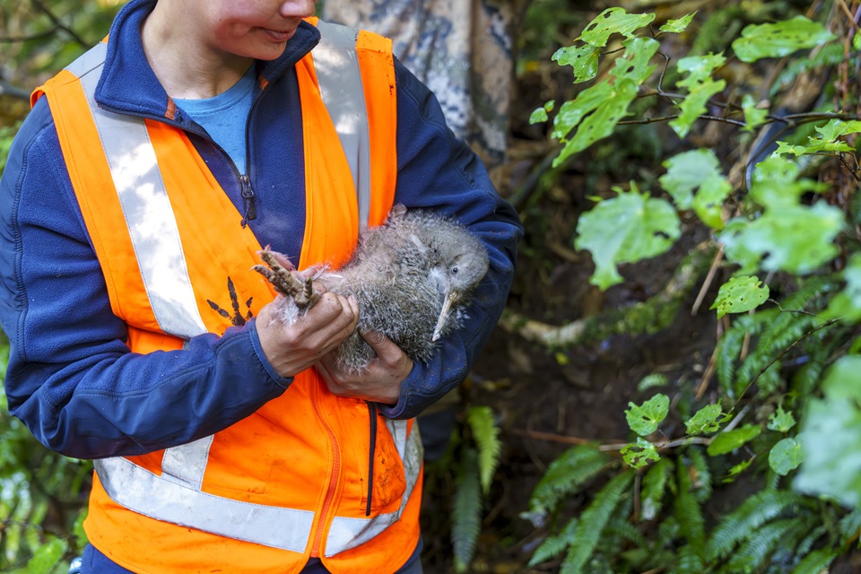 Zealandia staff holding kiwi during translocation project