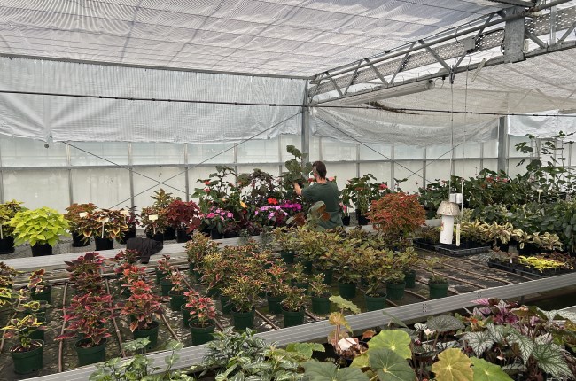 Rows of plants in pots inside a glasshouse.