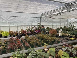 Rows of plants in pots inside a glasshouse.