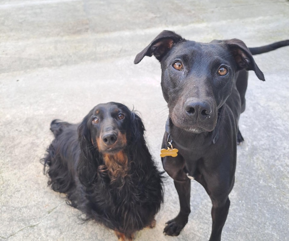 Two dogs standing side by side, looking at the camera.