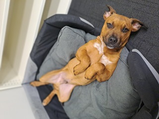 A brown puppy laying on a dog bed on his back with his paws tucked to his chest. 