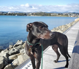 A black dog with a green leash standing on the boardwalk with water in the background.