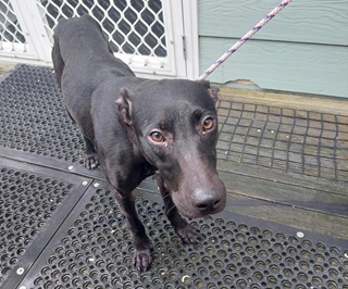 A black dog looking sad on a leash.