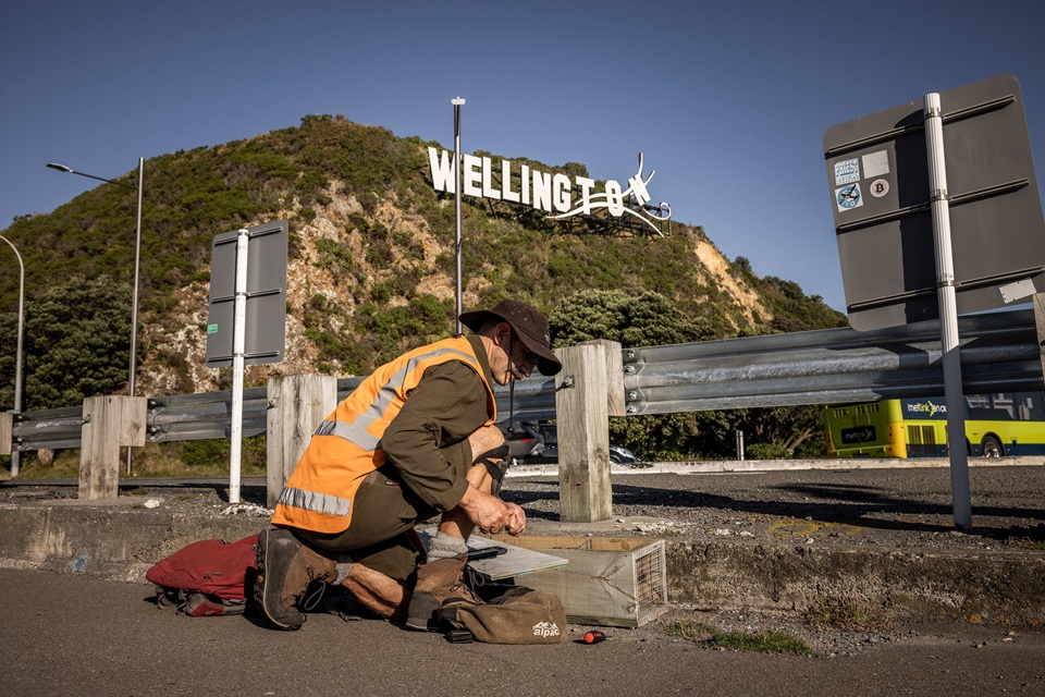 Predator Free Wellington volunteer servicing a trap on Miramar Peninsula below the Wellington sign.