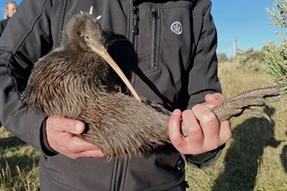 Large kiwi female being held by a man.