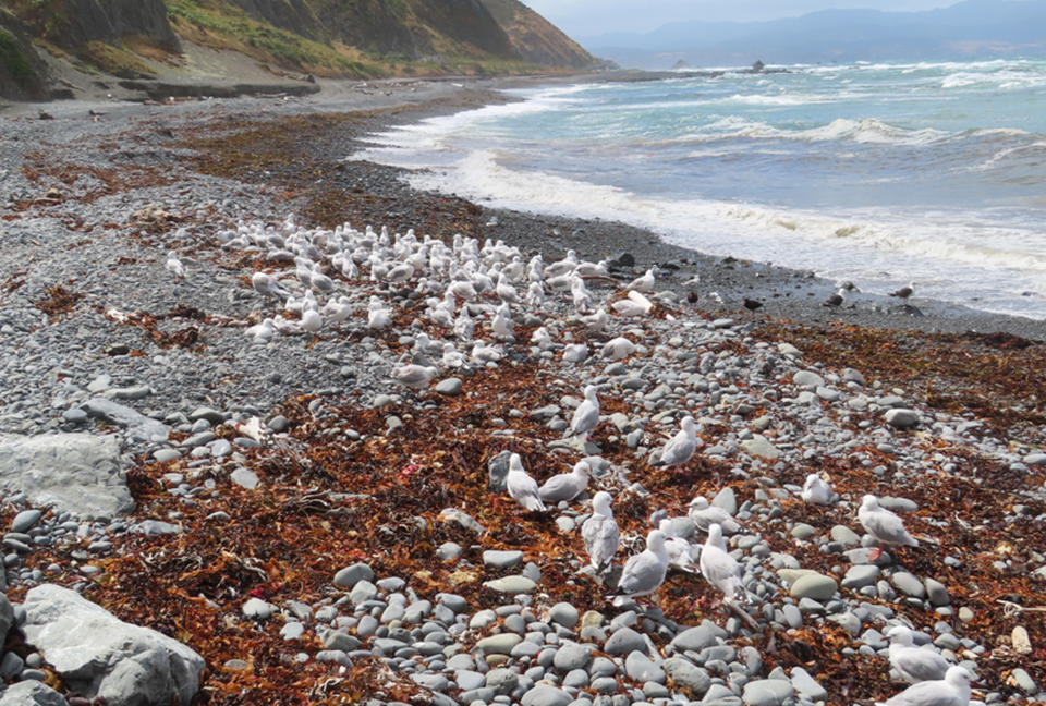 Flock of white terns on the beach.