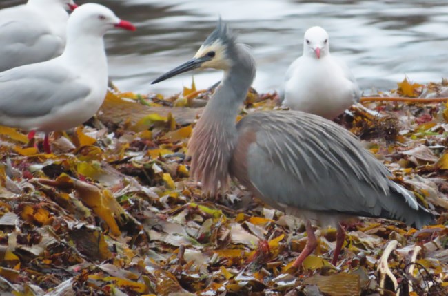 Number of coastal birds sitting on seaweed on the beach.