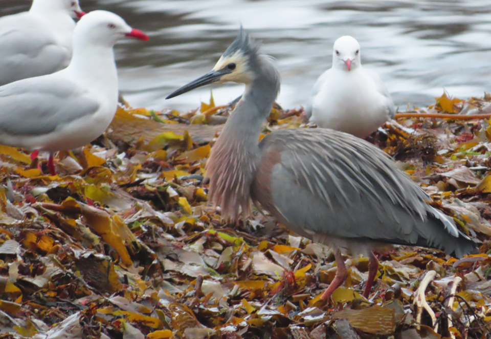 Number of coastal birds sitting on seaweed on the beach.