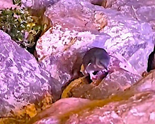 Penguin walking on rocks around waterfront.
