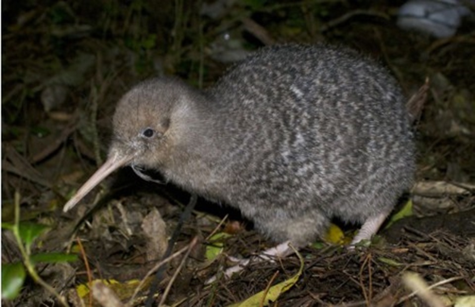 A kiwi walking through the bushes at night