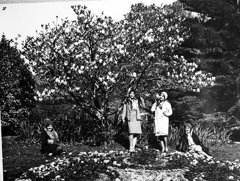 Magnolia Tree in Botanic Garden circa 1929