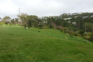 View of grassy bank at Tanera Park.